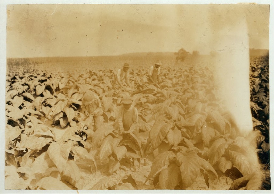 Charlie Howard, a colored tenant on farm of B.F. Mitchell, R. 1, and his 2 boys. Robbie is 6 and Willie is 11 years old. Worming and suckering tobacco. Father says children will go to Rocky Ridge School when it opens.  Location: Trigg County--Gracey, Kentucky