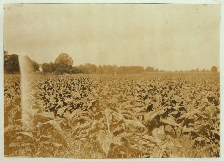 A typical farm home. Tobacco and corn surrounding the house.  Location: Warren County--Plano [vicinity], Kentucky