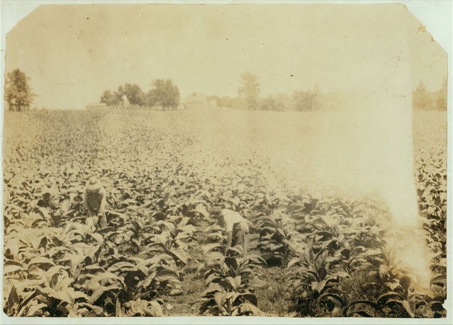 Willie Welch, 15 years old, R.D. 3, Box 89, Bowling Green, worming tobacco. Goes to old Union School near Plano (?). Will start school next week (6 weeks late) He works for Jasper Harper, R. 3, Box 90, Bowling Green. Jasper is 21 years old and has 13 acres in tobacco. Gives half the tobacco for rent. Father is a tenant.  Location: Warren County, Kentucky