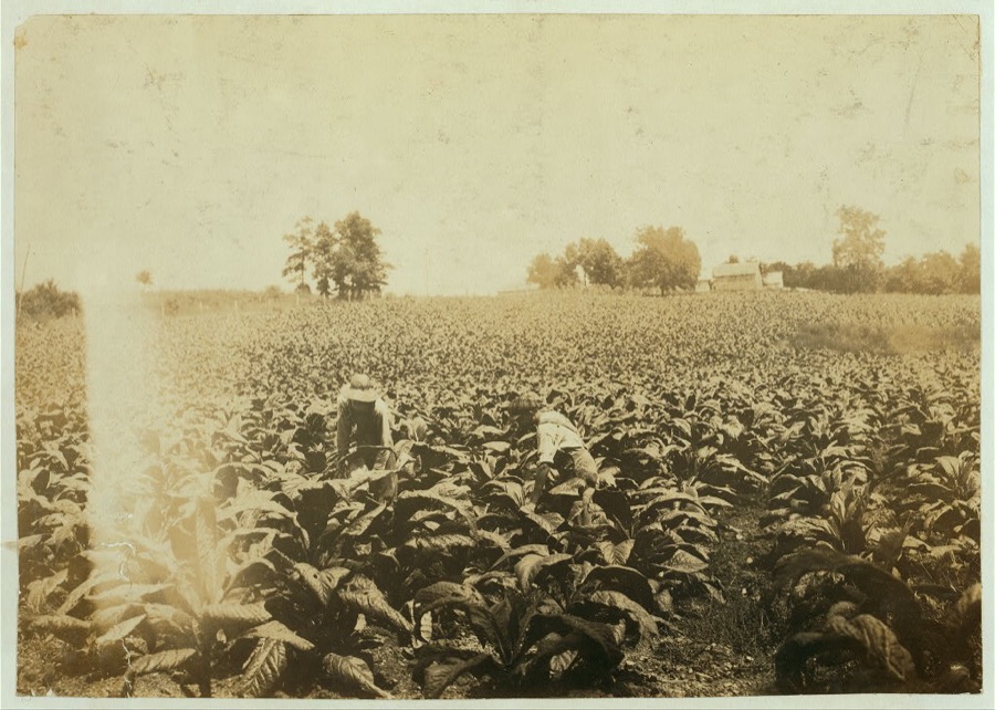Willie Welch, 15 years old, R.D. 3, Box 89, Bowling Green, worming tobacco. Goes to old Union School near Plano (?). Will start school next week (6 weeks late) He works for Jasper Harper, R. 3, Box 90, Bowling Green. Jasper is 21 years old and has 13 acres in tobacco. Gives half the tobacco for rent. Father is a tenant.  Location: Warren County, Kentucky