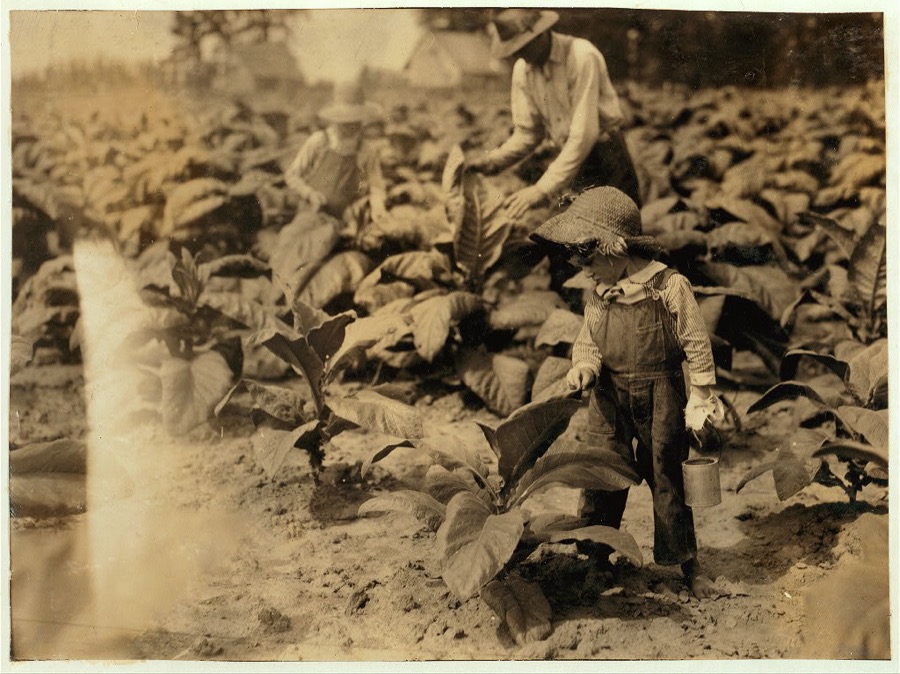 5-year old Jack and 13-year old Bitsey are regular workers on their father's farm. Worming and suckering now. Bitsey goes to Wallonia School in Div. 1, Trigg Co. "He worms and he suckers. Quite a worker but he aint old enough to go to school yet." The mother said this about Jack. Father, B.F. Mitchell, Route 1, owns farm.  Location: Trigg County--Gracey, Kentucky
