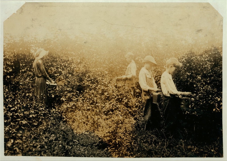 Newkirk children picking blackberries. Father, Hildred Newkirk. Willie, 15 years, Catherine 13 years, Clarence, 10 years and Sam, 8 years. Will start school (Indian Field) soon. Mother said: "They haint got money fer books so they have to git a little from the berryin'." Some families nearby earn considerable money at this work. Teacher of Rabittown School said most of her absences have been due to picking berries.  Location: Clark County, Kentucky