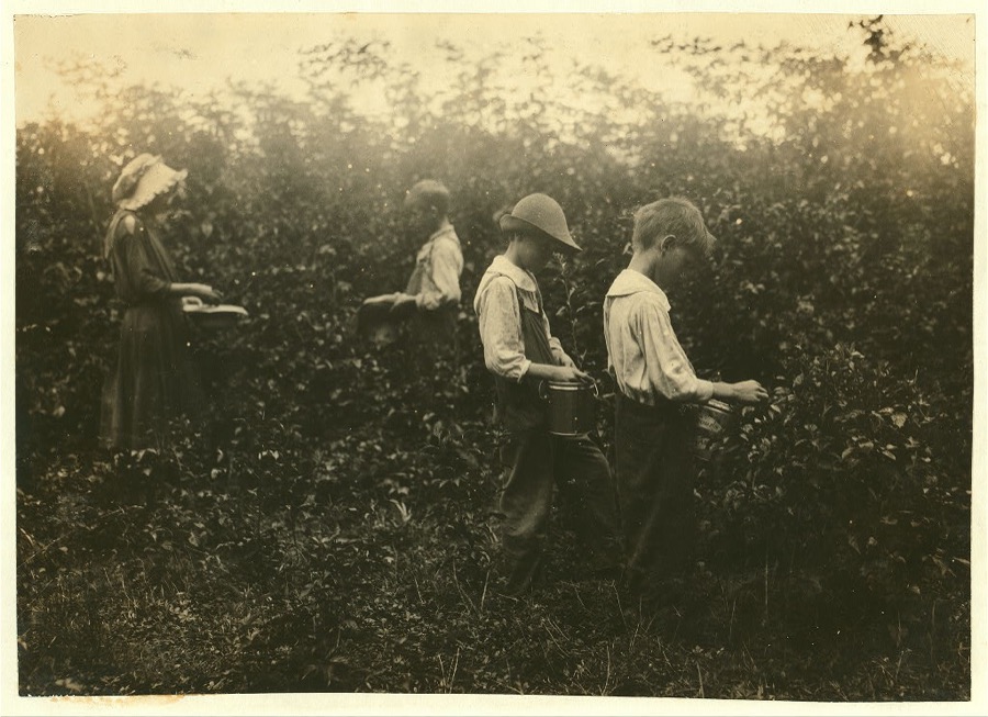 Newkirk children picking blackberries. Father, Hildred Newkirk. Willie, 15 years, Catherine, 13 years, Clarence, 10 years and Sam, 8 years. Will start school (Indian Field) soon. Mother said:"They haint got money fer books so they have to git a little from the berrin'." Some families nearby earn considerable money at this work. Teacher of Rabittown School said most of her absences have been due to picking berries.  Location: Clark Co., Kentucky