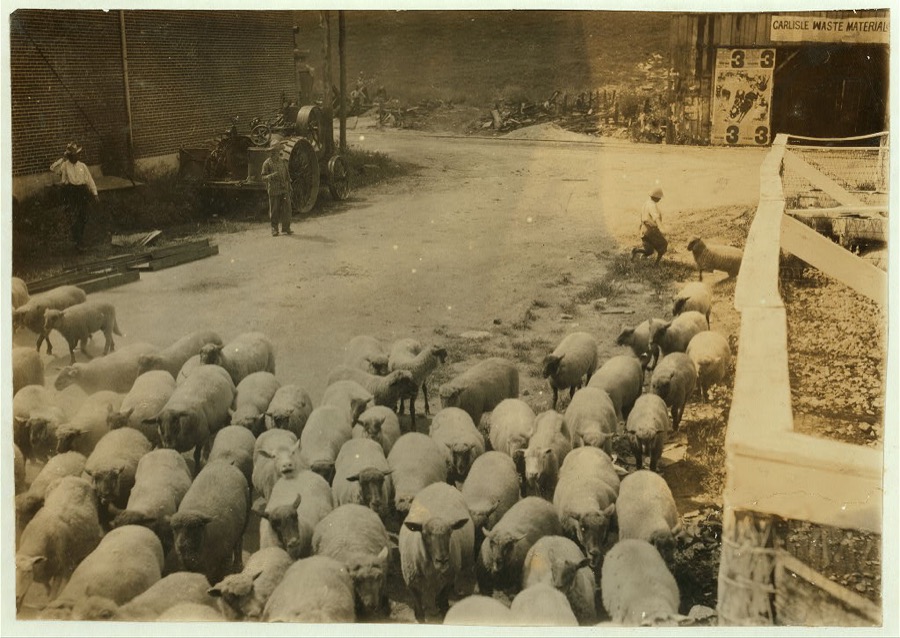 "Driving boy" driving sheep into the sheep pens at Carlisle.  Location: Nicholas County--Carlisle [vicinity], Kentucky