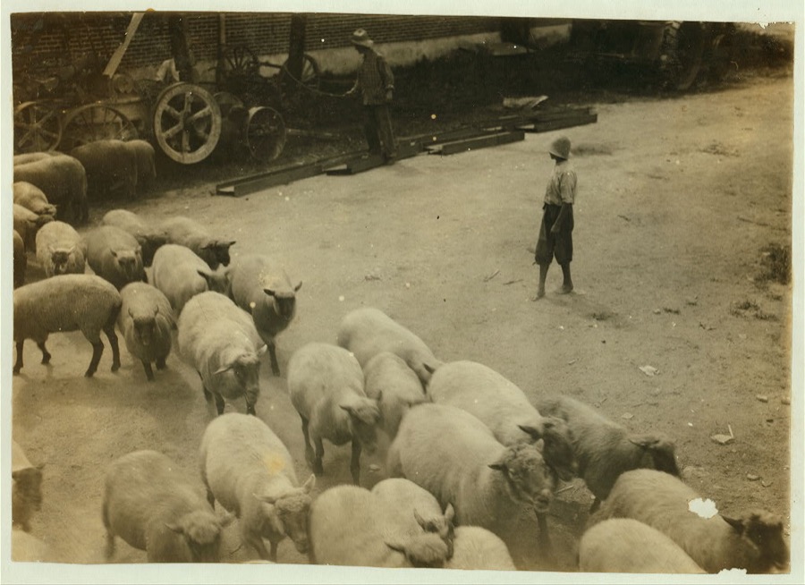 "Driving boy" driving sheep into the sheep pens at Carlisle.  Location: Nicholas County--Carlisle [vicinity], Kentucky