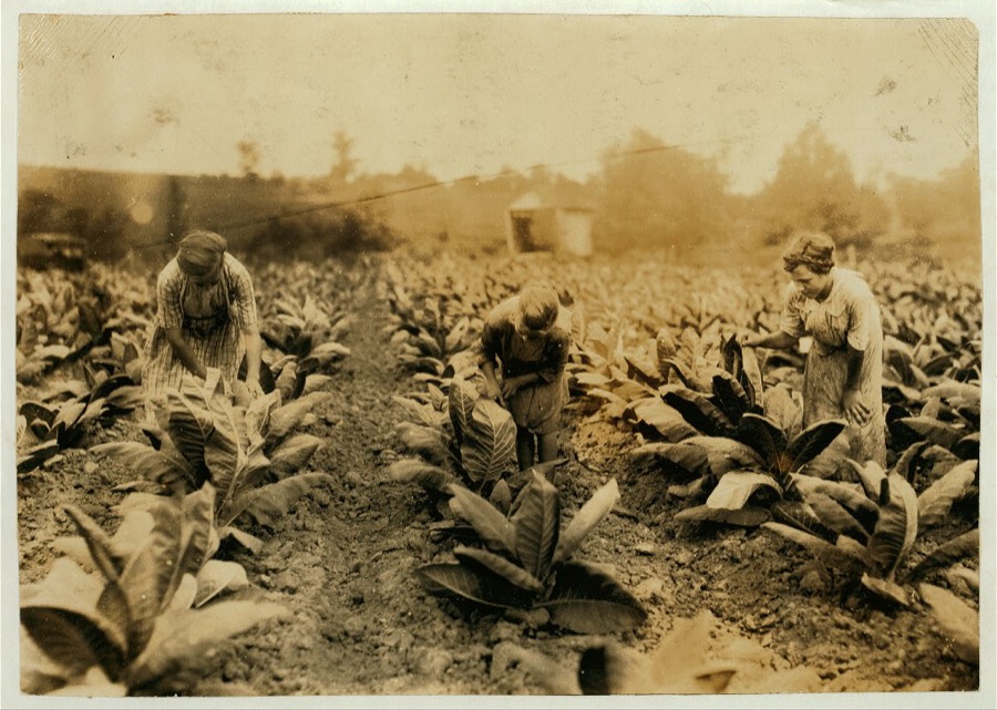 Girls worming tobacco. Myrtle, 10 years, Zelina, 12 years, Florence, 13 years. Brother 14 and sister 16. Father John Richard. Rents farm.  Location: Nicholas County, Kentucky