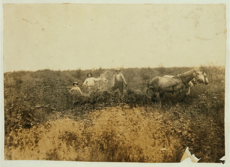 H.H. Allison and 2 boys 10 and 12 years old gathering rye. Should be in school which opened several days ago. Several girls of school age also out. Owns farm of 112 acres. May go to Shady Nook School later.  Location: Nicholas County, Kentucky