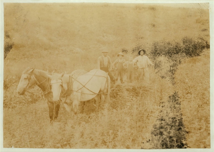 H.H. Allison and 2 boys 10 and 12 years old gathering rye. Should be in school which opened several days ago. Several girls of school age also out. Owns farm of 112 acres. May go to Shady Nook School later.  Location: Nicholas County, Kentucky