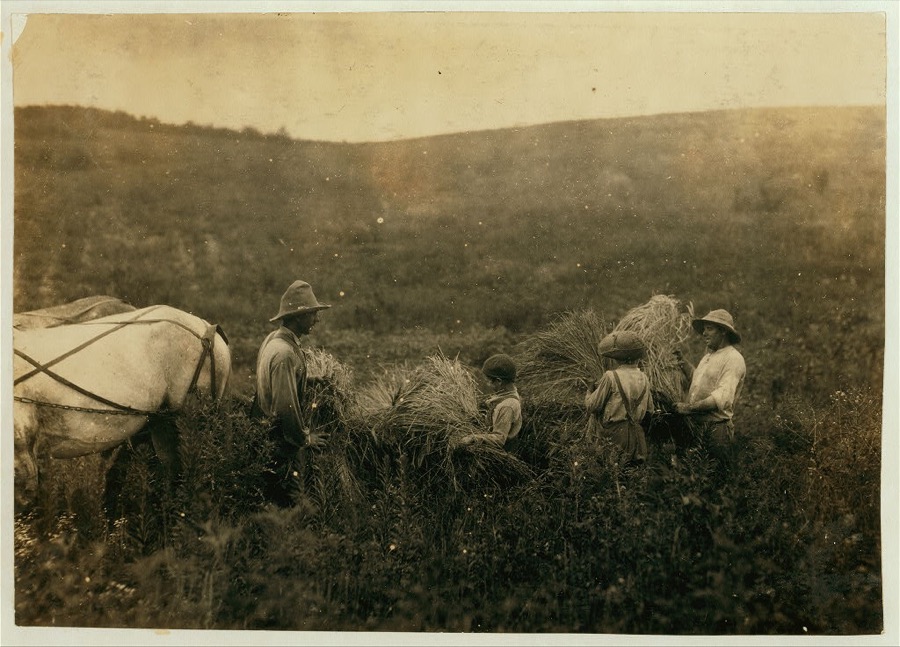 H.H. Allison and 2 boys 10 and 12 years old gathering rye. Should be in school which opened several days ago. Several girls of school age also out. Owns farm of 112 acres. May go to Shady Nook School later.  Location: Nicholas County, Kentucky