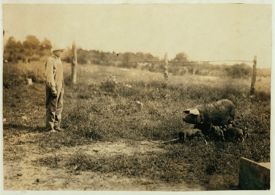 Homer Hunt tending pigs. See 4421 and 4422. Location: Rockcastle County--Maretburg, Kentucky