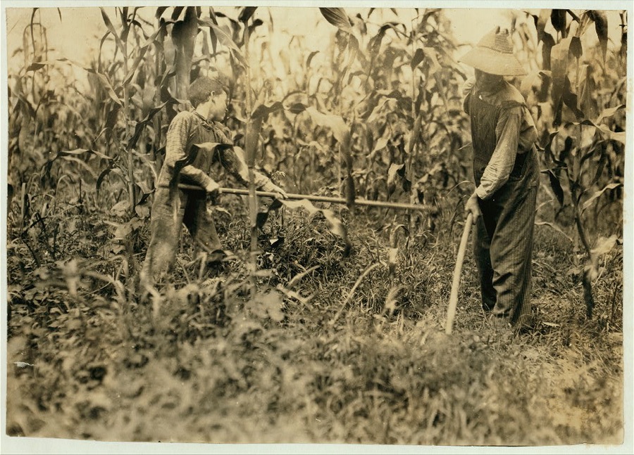 "Chopping corn" Everett Adams, 15 years and Ora Adams, 9 years. Address Hiatt, Ky. Go to Hickory Grove School, but they have been absent most of the past 6 weeks for work, sickness, etc.  Location: Rockcastle County, Kentucky