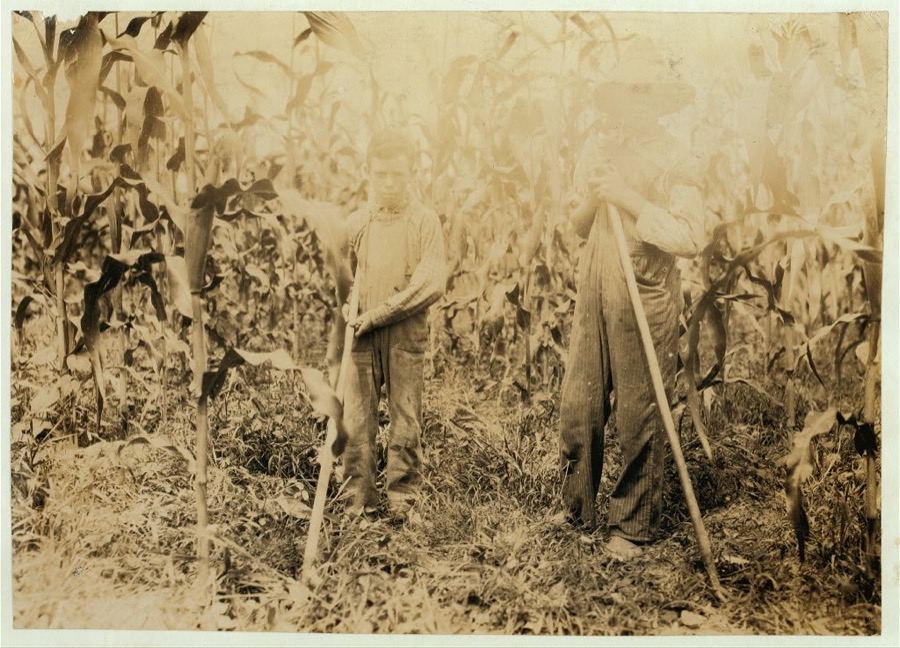 "Chopping corn" Everett Adams, 15 years and Ora Adams, 9 years. Address Hiatt, Ky. Go to Hickory Grove School, but they have been absent most of the past 6 weeks for work, sickness, etc.  Location: Rockcastle County, Kentucky
