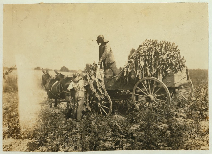 Boy 16 and brother 20. Family of A. W. Galloway, Hebbardsville, Route 1. Boys go to Keats (or Bethel) School.  Location: Henderson County--[Hebbardsville], Kentucky