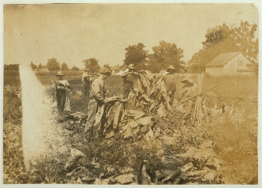 Group gathering tobacco on farm of Daniel Barrett, Spottsville, Ky., Star Route. He is a renter. Boys all belong to other families and will go to Bluff City School, Div. 3, Henderson Co., when work is over. School opened 2 weeks ago, and the boys expect to be out several weeks more. 10-year old boy, Edward Goldsberry carries and drops the sticks. 11-year old Aubrey Hazeland is piling the tobacco (in front). 13-year old Dolph Hazeland piling (behind Aubrey), and 14-year old Willie Goldsberry is spiking the tobacco. Location: Henderson County--Spottsville, Kentucky