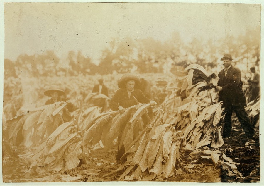 Spiking tobacco on Lowe farm. Roland 13 and Bush 14 years old will go to Pretty Run School in a week or two, when tobacco is all in. It is a school day and school began 2 months ago. Boys say they have been in school some this year.  Location: Clark County--Winchester [vicinity], Kentucky
