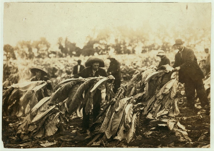 Spiking tobacco on Lowe farm. Roland 13 and Bush 14 years old will go to Pretty Run School in a week or two, when tobacco is all in. It is a school day and school began 2 months ago. Boys say they have been in school some this year.  Location: Clark County--Winchester [vicinity], Kentucky