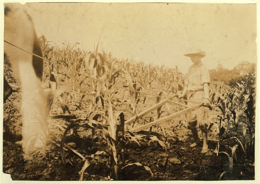 Harold Oliphant, 11 years old, driving the "double-shovel"--cultivating corn. Goes to Plano School--been to school only part of past 5 weeks when not working. Father, W.B. Oliphant, Box 138, Bowling Green, Ky. Said to own several hundred acres.  Location: Warren County--Bowling Green, Kentucky