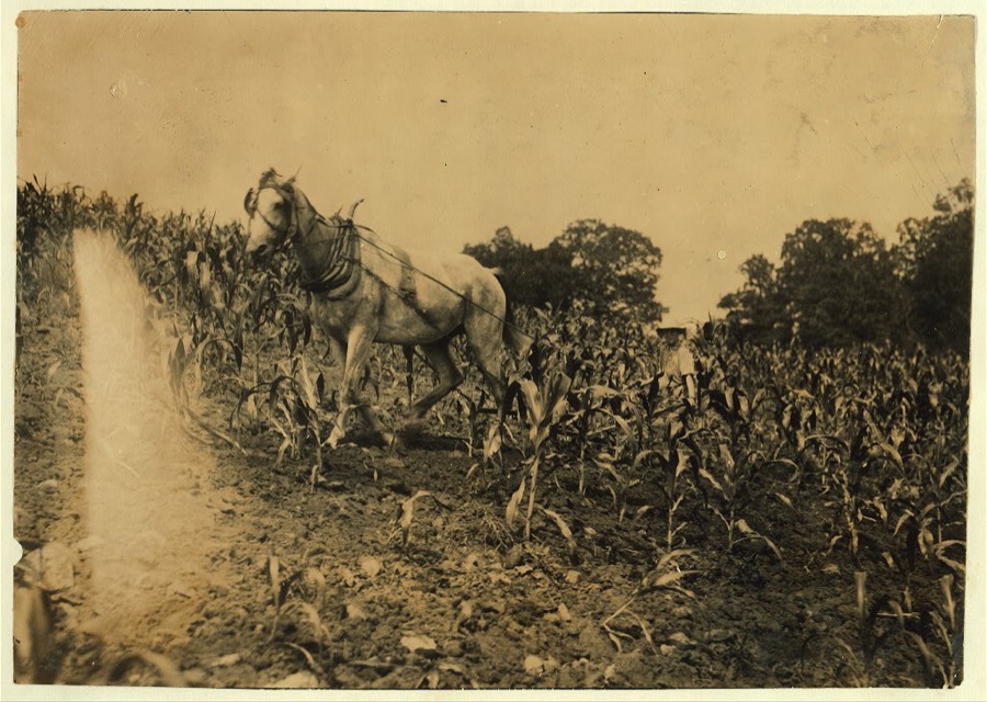 Harold Oliphant, 11 years old, driving the "double-shovel"--cultivating corn. Goes to Plano School--been to school only part of past 5 weeks when not working. Father, W.B. Oliphant, Box 138, Bowling Green, Ky. Said to own several hundred acres.  Location: Warren County--Bowling Green, Kentucky