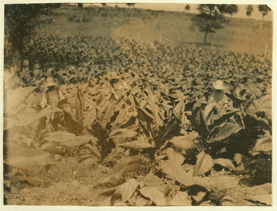 Harold, Hugh and Herbert (15 years) Oliphant cutting and suckering tobacco.  Location: Warren County--Bowling Green, Kentucky