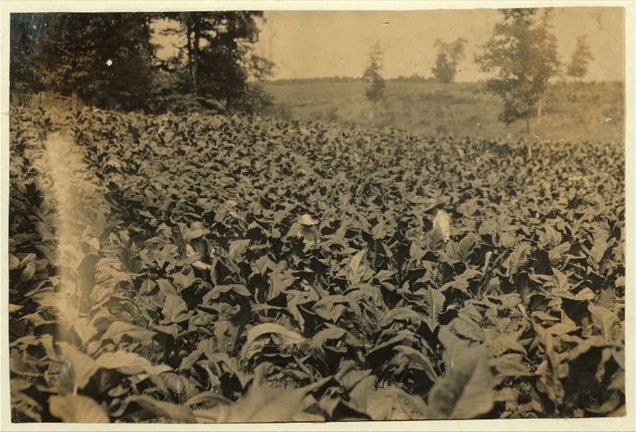 Harold, Hugh and Herbert (15 years) Oliphant cutting and suckering tobacco.  Location: Warren County--Bowling Green, Kentucky
