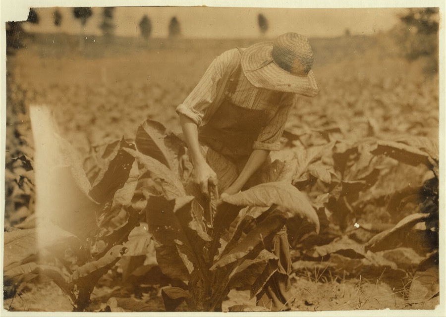 One of the Oliphant boys cutting tobacco. See 4507 and 4508.  Location: Warren County--Bowling Green, Kentucky