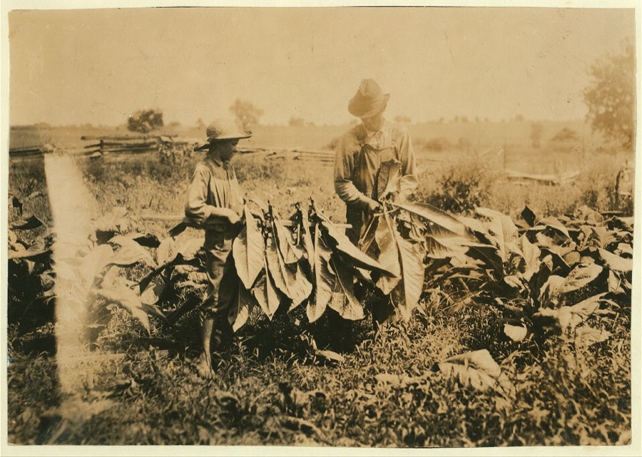 Jo Oliphant, R.D. 3, Bowling Green, holding stick for tobacco cutters on father's farm. "I go to school some and am out some." Plano School.  Location: Warren County--Bowling Green, Kentucky