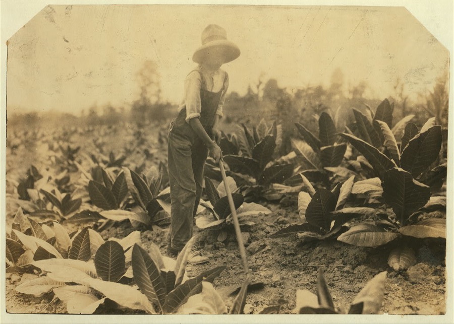George Barbee, 13 years old hoeing. Lives near Bell School.  Location: Nicholas County, Kentucky