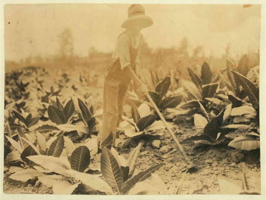 George Barbee, 13 years old hoeing. Lives near Bell School.  Location: Nicholas County, Kentucky
