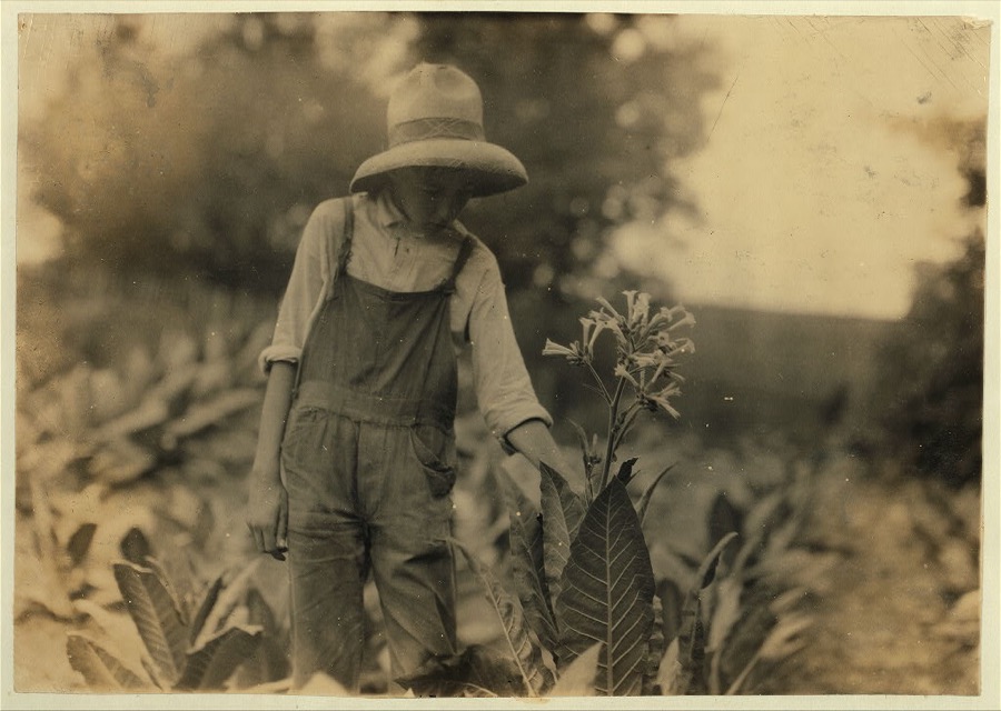 George Barbee, 13 years old topping. Lives near Bell School.  Location: Nicholas County, Kentucky