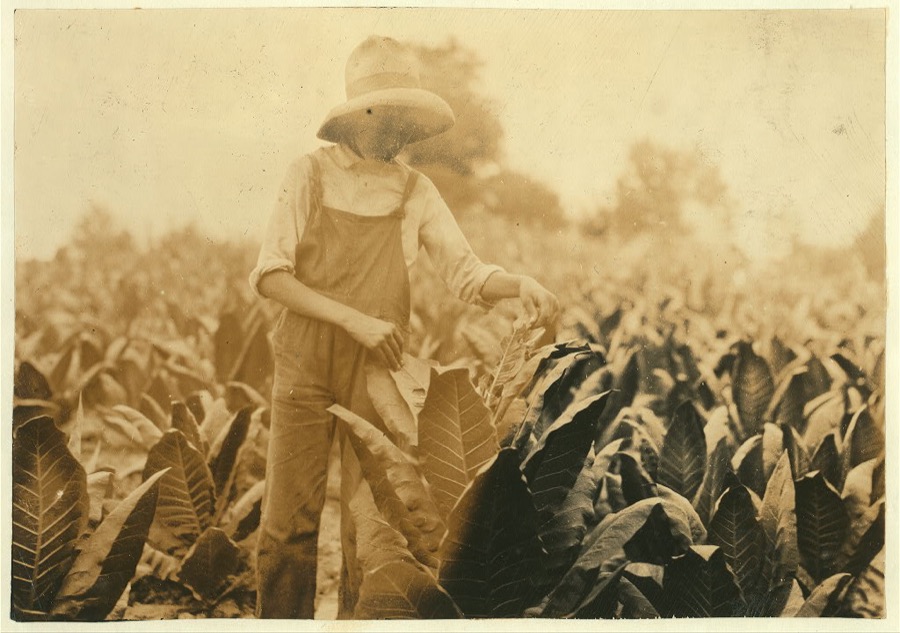 George Barbee, 13 years old worming. Lives near Bell School.  Location: Nicholas County, Kentucky
