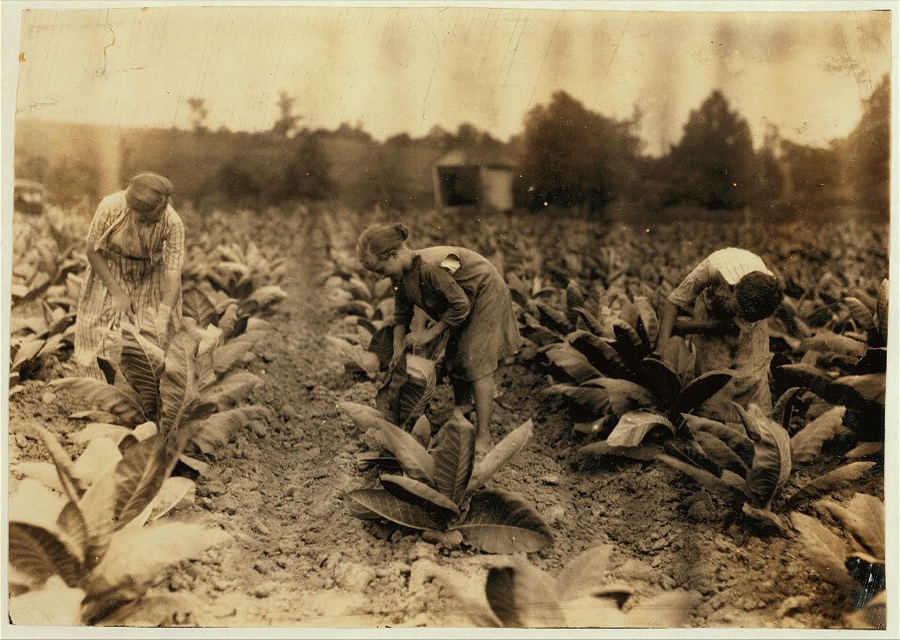 Girls worming tobacco. Myrtle 10, Zelina 12 and Florence 13 years old. Brother 14 and sister 16. Father, John Richard rents farm near Centre School.  Location: Nicholas County, Kentucky