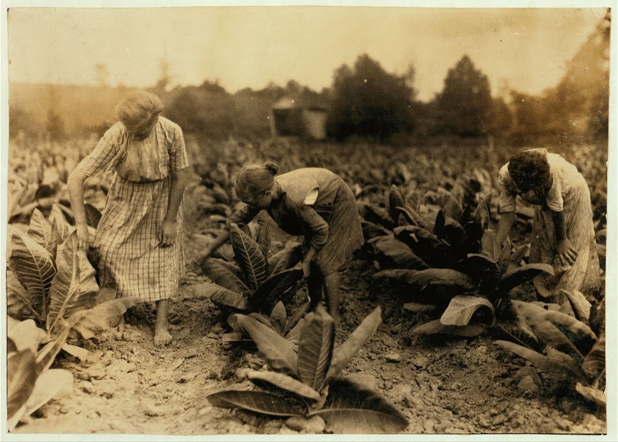 Girls worming tobacco. Myrtle 10, Zelina 12 and Florence 13 years old. Brother 14 and sister 16. Father, John Richard rents farm near Centre School.  Location: Nicholas County, Kentucky