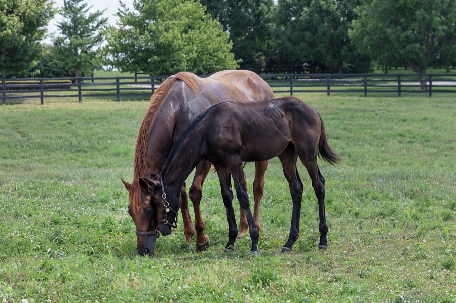 A mare and foal nibble together at Ashford Stud, breeding farm in Versailles, Kentucky, that is the American branch of the legendary Irish-based Coolmore Stud operation