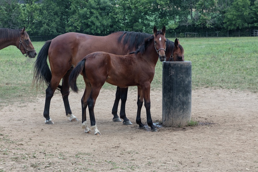Standardbred horses at Cane Run Farm, a breeding farm for Standardbred horses near Georgetown, Kentucky
