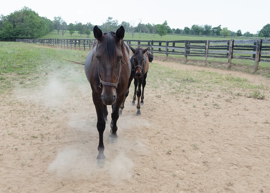 Standardbred horses at Cane Run Farm, a breeding farm for Standardbred horses near Georgetown, Kentucky