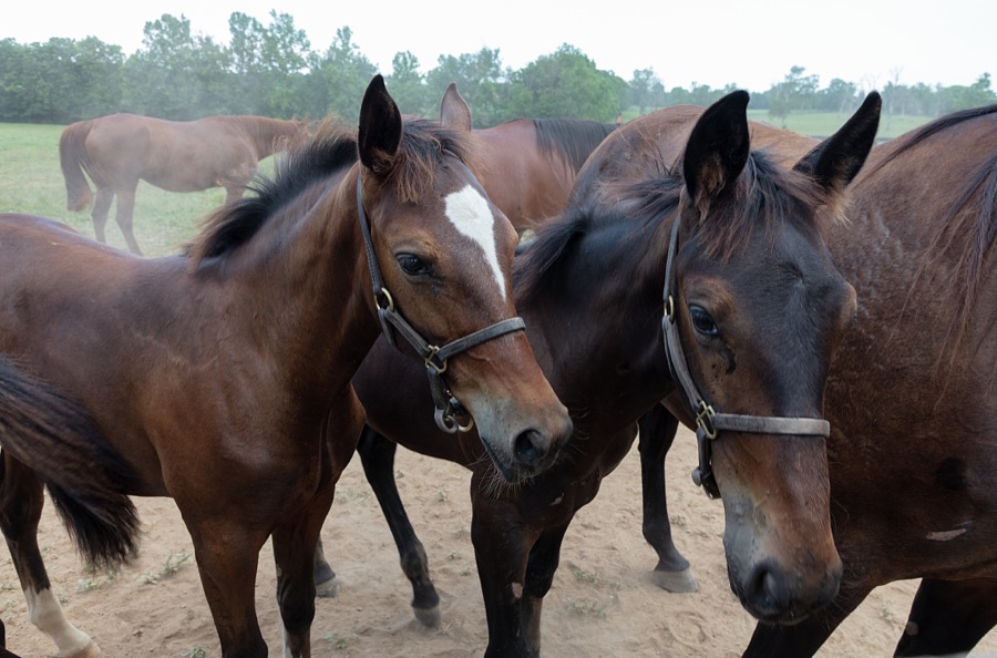 Standardbred horses at Cane Run Farm, a breeding farm for Standardbred horses near Georgetown, Kentucky