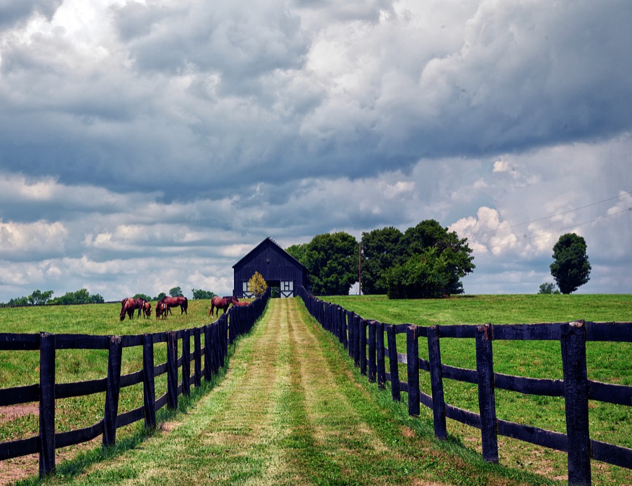 A classic Kentucky "horse country" scene, featuring long black fences, free-ranging horses, and a black barn near Frankfort, the state capital