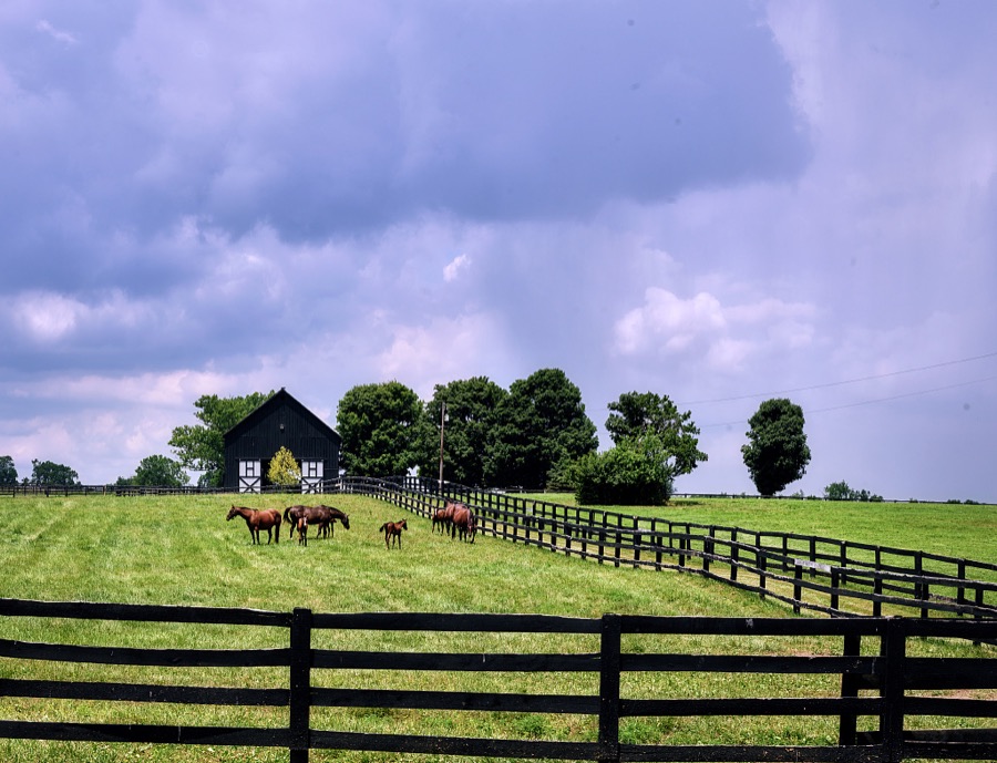 A classic Kentucky "horse country" scene, featuring long black fences, free-ranging horses, and a black barn near Frankfort, the state capital