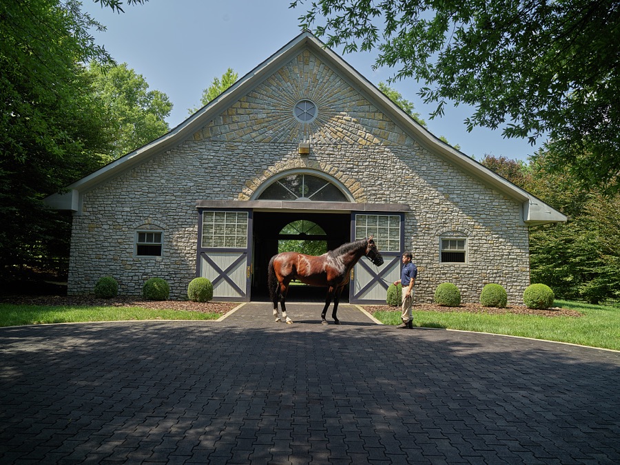 Handler Angel Castillo shows off the stallion Lookin at Lucky [no g on Lookin is correct] at Ashford Stud, breeding farm in Versailles, Kentucky, that is the American branch of the legendary Irish-based Coolmore Stud operation