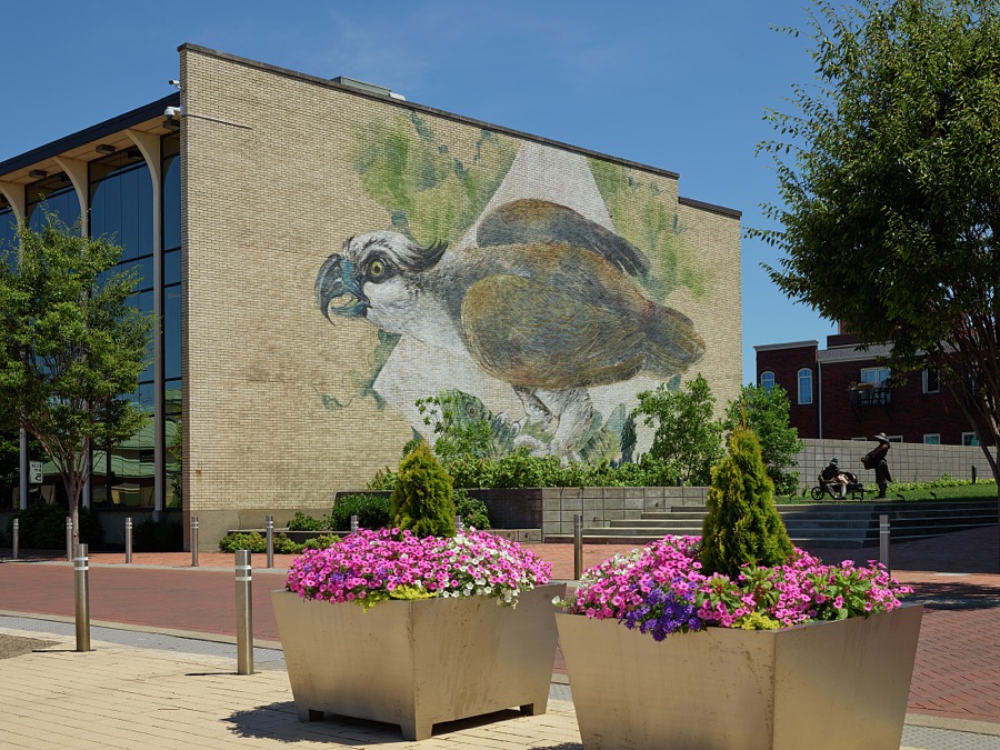 Artist Austin Casebolt's wall-to-wall mural of a fortunate raptor and an unfortunate fish in the Ohio River city of Owensboro, Kentucky's fourth-largest city