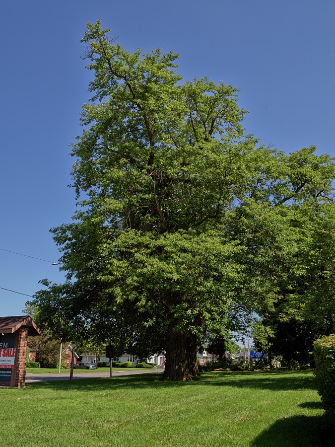 The lower reaches of a 250- to 300-year-old sassafras tree, said locally to, probably be, at more than 100 feet tall, the world's tallest tree of that species, which stands quite tall in the Ohio River city of Owensboro, Kentucky's fourth-largest city