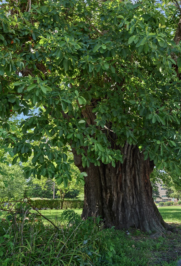 The lower reaches of a 250- to 300-year-old sassafras tree, said locally to, probably be, at more than 100 feet tall, the world's tallest tree of that species, which stands quite tall in the Ohio River city of Owensboro, Kentucky's fourth-largest city
