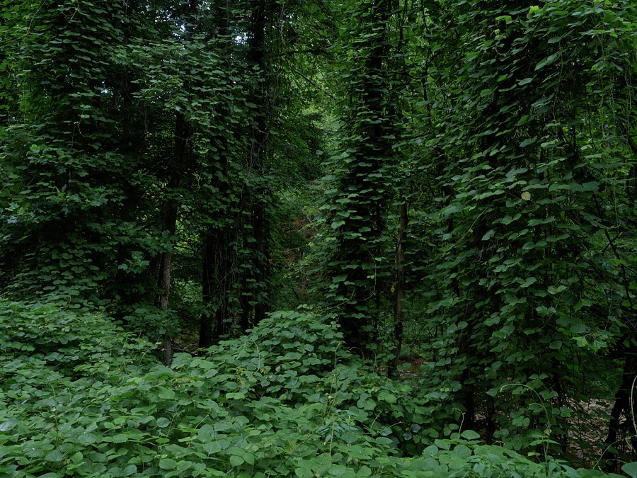 Insidious kudzu vines have overwhelmed this stretch of mountain woodlands near Manchester in southeastern Kentucky