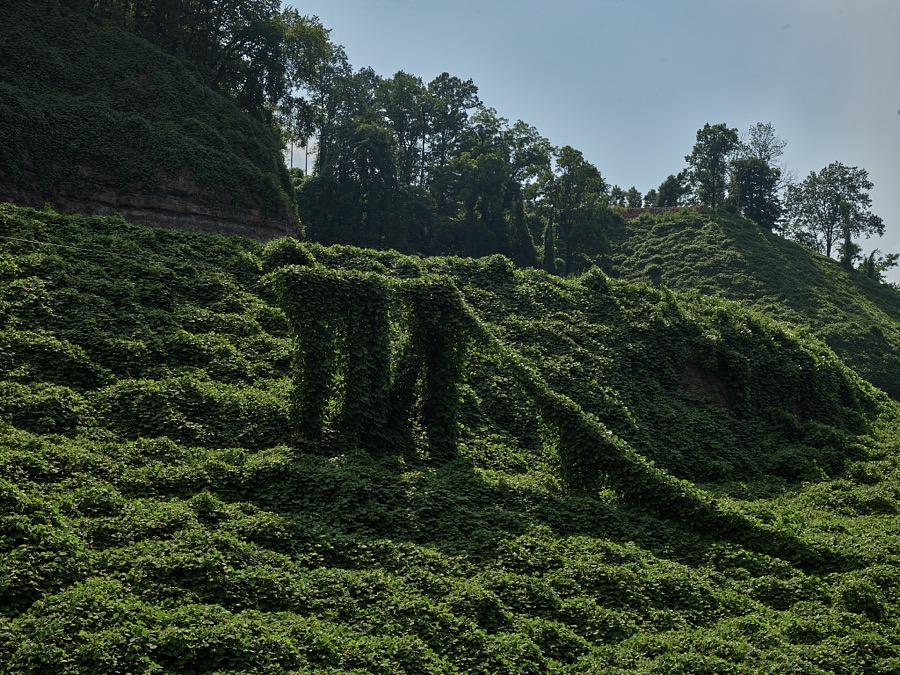 Insidious kudzu vines ovewhelm just about everything along a road outside Hazard, a coal town of 4,500 or so population in the hills of southeastern Kentucky