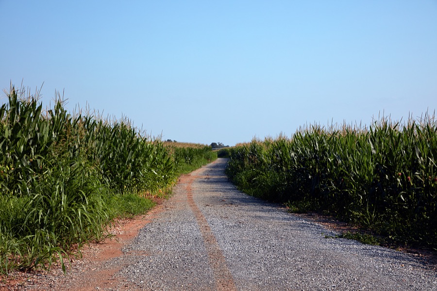 Path through a cornfield near Cadiz, Kentucky