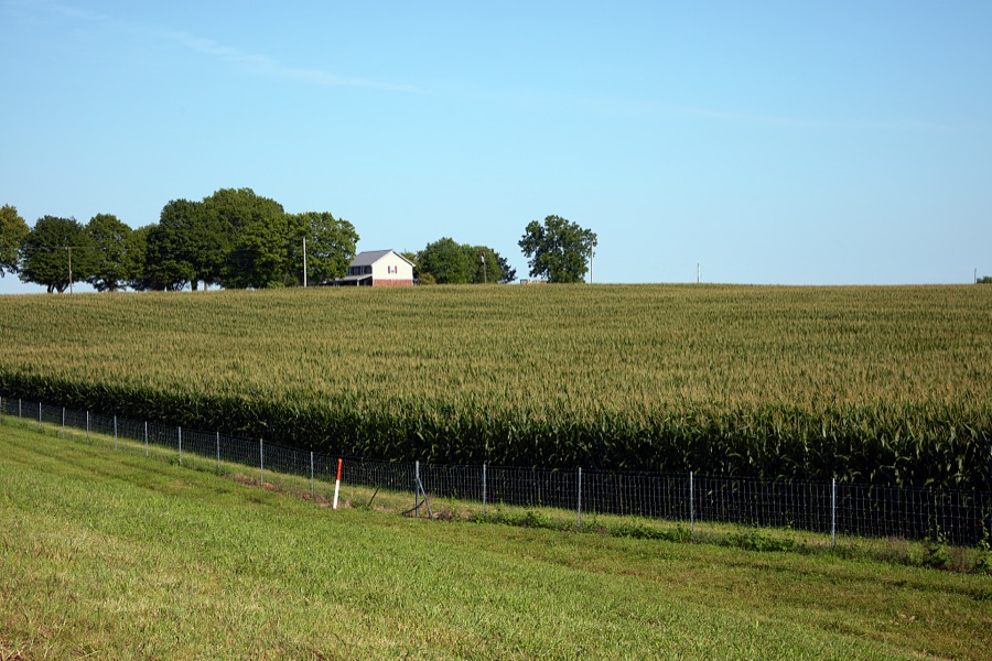 A cornfield near Cadiz, Kentucky, whose appearance recalls words from "Oh What a Beautiful Mornin," the song from a musical production about another state, Oklahoma