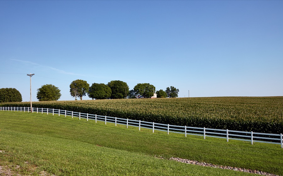 A cornfield near Cadiz, Kentucky, whose appearance recalls words from "Oh What a Beautiful Mornin," the song from a musical production about another state, Oklahoma