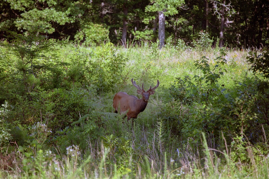 A lone bull elk peers from a meadow at a small elk and bison preserve in midst of the Kentucky portion of the bucolic "Land Between the Lakes," Lake Barkley and Kentucky Lake