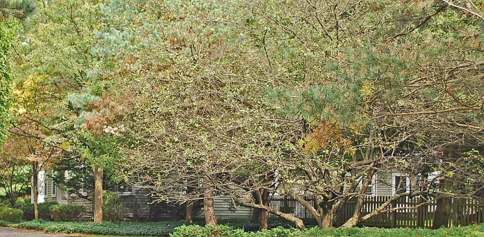 Photograph of Charles Torrey House