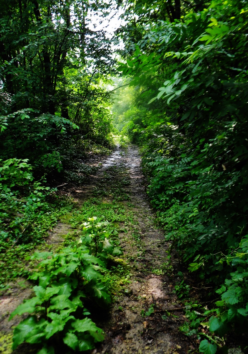 Photograph of Lake City and Rochester Stage Road--Mount Pleasant Section